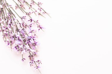 Çiçek kompozisyonu. Pembe arka planda pembe çiçekler. Paskalya, bahar konsepti. Tebrik kartı, düz konum, üst görünüm. 