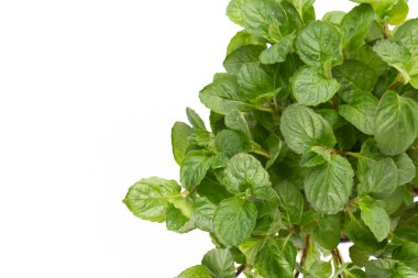 Maydanoz, fesleğen, salvija, yapraklar, kekik, beyaz arka planda naneli baharat..