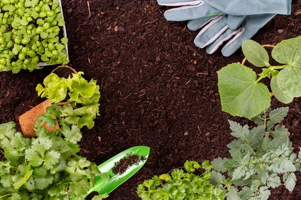 Sebze Bahçesine Salata Tohumu Eken Bir Kadın — Stok fotoğraf