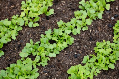 Bahar mevsiminde bahçedeki toprakta taze marul salatası yetişiyor..