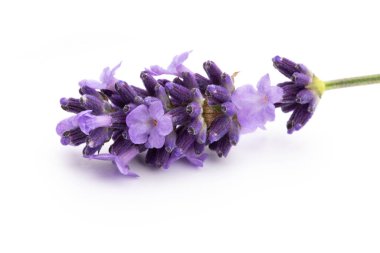 Lavanta çiçekleri beyaz arkaplanda izole edilmiş..