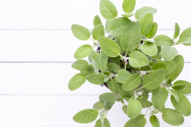 Salvia bitkisi beyaz arka planda izole edilmiş. Üst Manzara. Düz uzanma deseni.