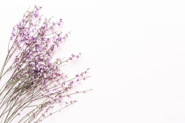 Çiçek kompozisyonu. Pembe arka planda pembe çiçekler. Paskalya, bahar konsepti. Tebrik kartı, düz konum, üst görünüm. 