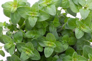 Maydanoz, fesleğen, salvija, yapraklar, kekik, beyaz arka planda naneli baharat..