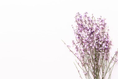 Çiçek kompozisyonu. Pembe arka planda pembe çiçekler. Paskalya, bahar konsepti. Tebrik kartı, düz konum, üst görünüm. 