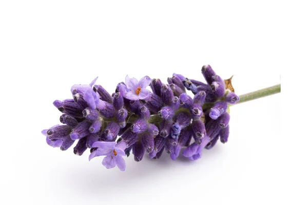 Lavendel Bloemen Bos Gebonden Geïsoleerd Witte Achtergrond — Stockfoto