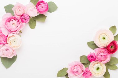 Beyaz arka planda güzel renkli ranunculus çiçekleri. Sevgililer Günü tebrik kartı..