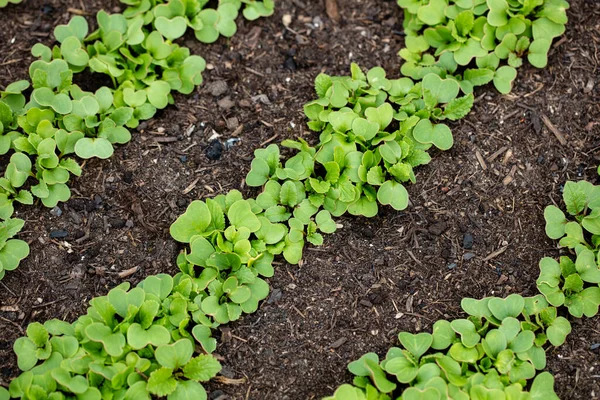 Bahar Mevsiminde Bahçedeki Toprakta Taze Marul Salatası Yetişiyor — Stok fotoğraf