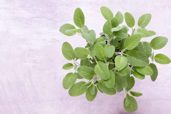 Salvia Bitkisi Beyaz Arka Planda Izole Edilmiş Üst Manzara Düz — Stok fotoğraf