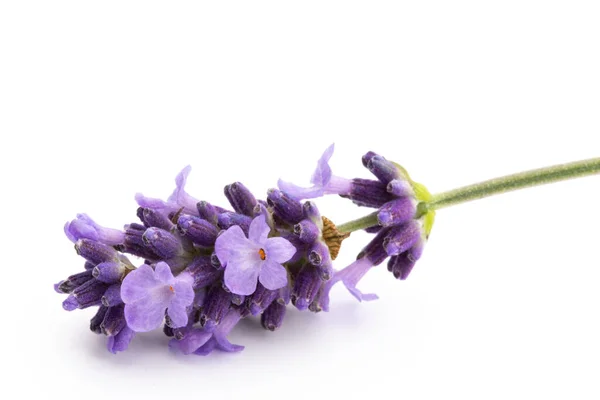 Lavendel Bloemen Bos Gebonden Geïsoleerd Witte Achtergrond — Stockfoto