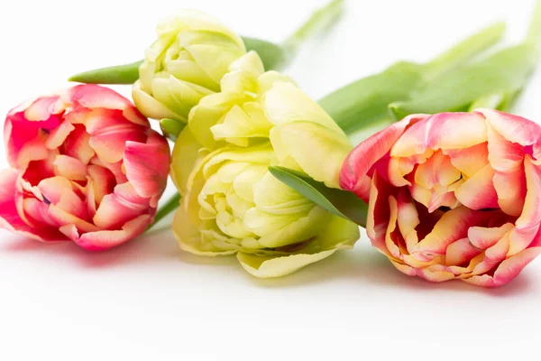 Rosafarbene Tulpen Auf Weißem Hintergrund Frühlingsgrußkarte Vorhanden Retro Vintage Stil — Stockfoto