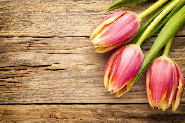 Tulipán. —  Fotos de Stock