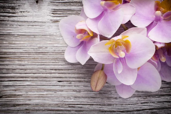 Orchid. — Stock Photo, Image