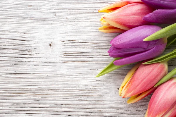 Tulip. — Stock Photo, Image