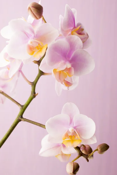 Orchidea. — Foto Stock