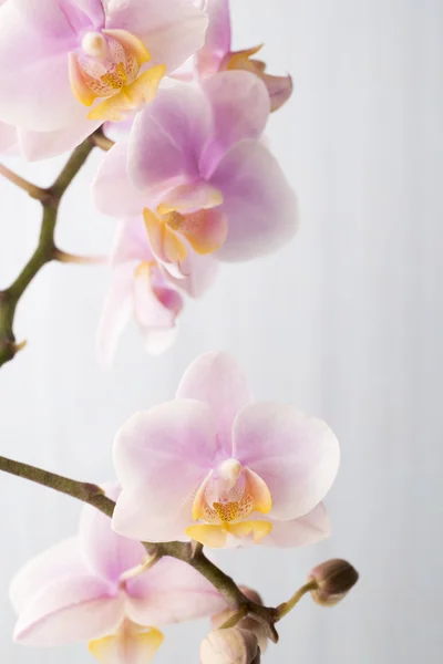 Orchidea. — Foto Stock