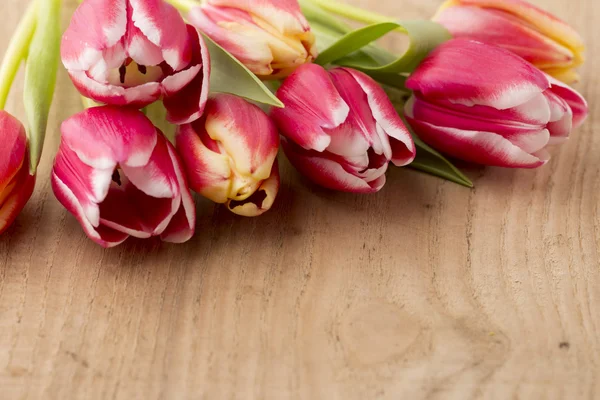 Tulpe. — Stockfoto