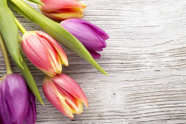 Tulip. — Stock Photo, Image