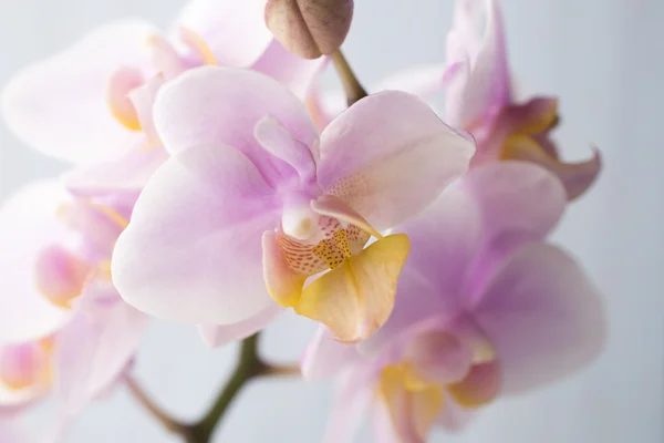 Orquídea. — Fotografia de Stock