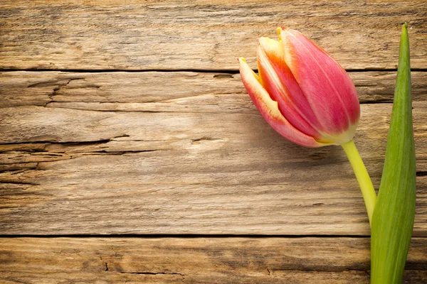 Tulip. — Stock Photo, Image