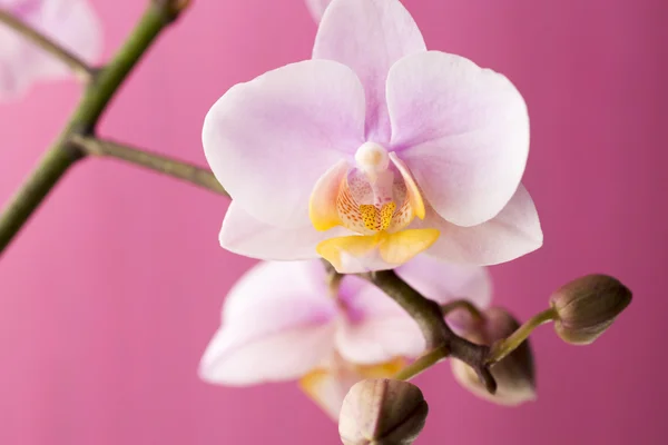 Orchidea. — Stock Fotó