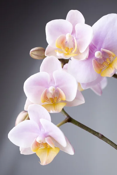 Орхидея . — стоковое фото