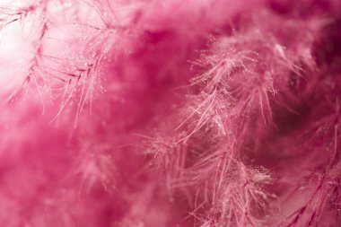 Mor tüy arka plan. Stüdyo makro çekimi.