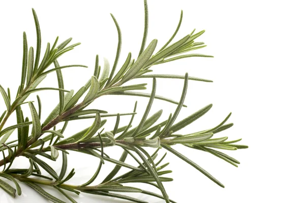 Rosemary. — Stock Photo, Image