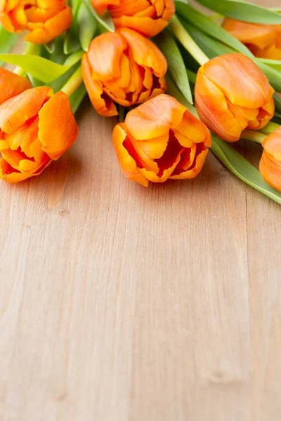 Tulipan. — Zdjęcie stockowe