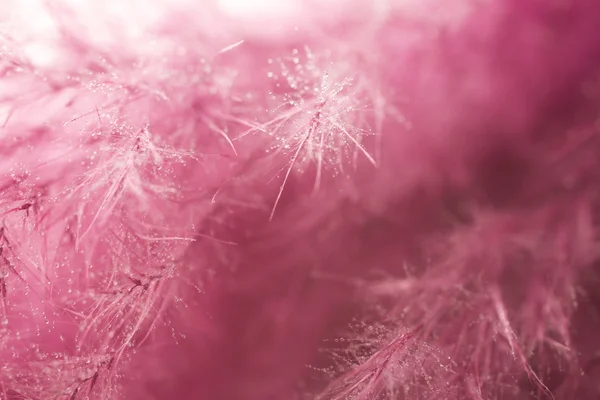 Plumes violettes fond abstrait. Studio macro shoot . — Photo