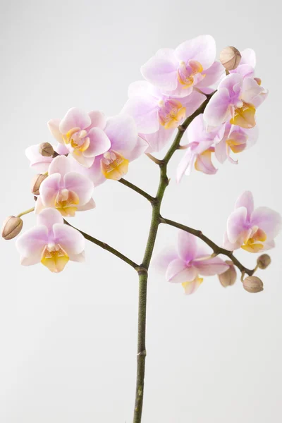 Orchid. — Stock Photo, Image