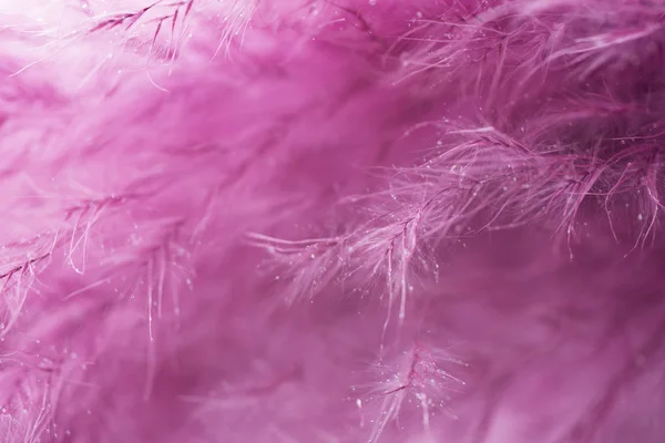 紫の羽の抽象的な背景。スタジオ マクロ撮影. — ストック写真
