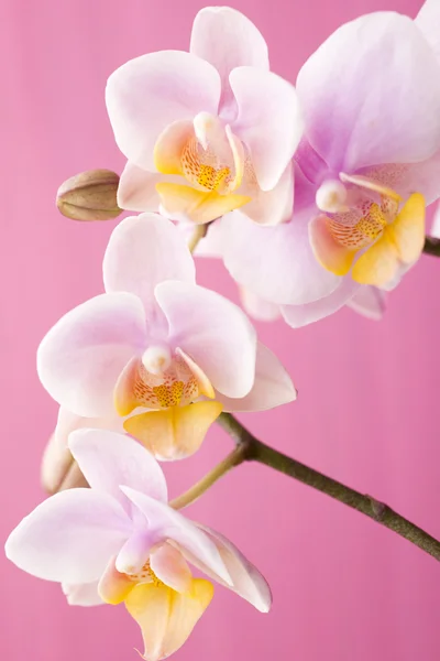 Orchid. — Stock Photo, Image