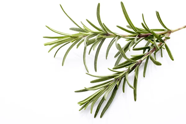 Rosemary. — Stock Photo, Image