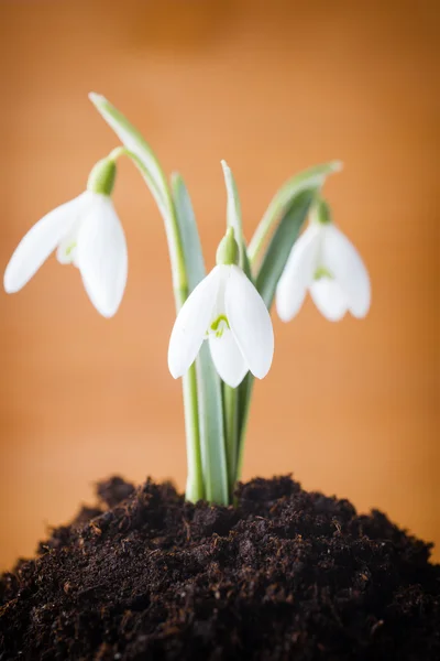 Sněžení. — Stock fotografie