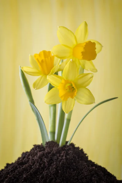 Daffodilos . — Fotografia de Stock