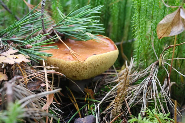 Edible forest mushroom Suillus grows in a pine forest, macro photography — Stock Photo, Image