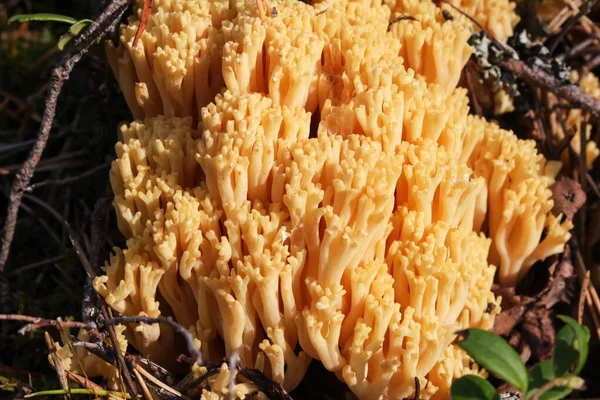 Удивительный желтый гриб, как коралл - Рамария — стоковое фото