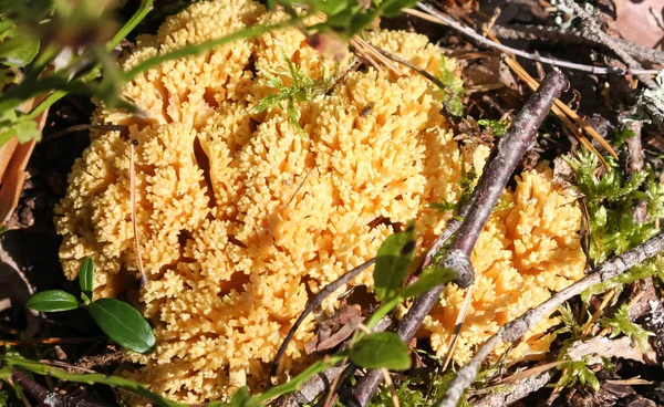 Cogumelo amarelo incrível como coral - Ramaria — Fotografia de Stock