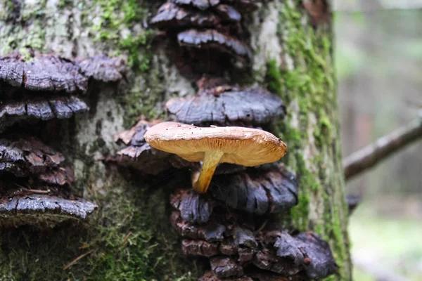 Mushrooms grow on a dead tree in the autumn forest — Stock Photo, Image