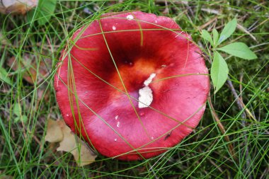 Leningrad bölgesindeki sonbahar ormanında yosun ve liken katmanında mantar Russula kusturması