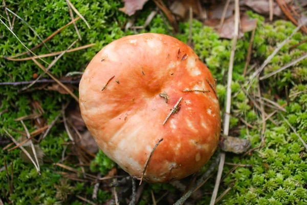 Sonbahar ormanı Leningrad bölgesinde, Russula Vesca mantarları bir kütle katmanı ve liken katmanı oluşturur.