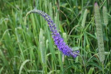 Yeşil arkaplanda mor bir çiçek