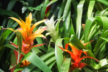 Botanik bahçesindeki turuncu bromeliad.