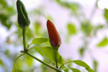 Kırmızı biberler siyah sayfanın üzerinde. Gıda arka planı, genel bakış. yakın plan fotoğraf