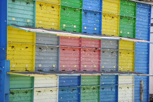养蜂-蜂箱 免版税图库图片