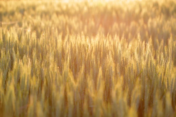 Campo de trigo — Fotografia de Stock