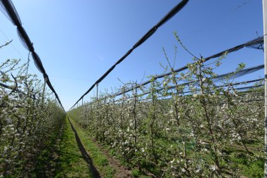 Ağaçlar meyve bahçesi püskürtme