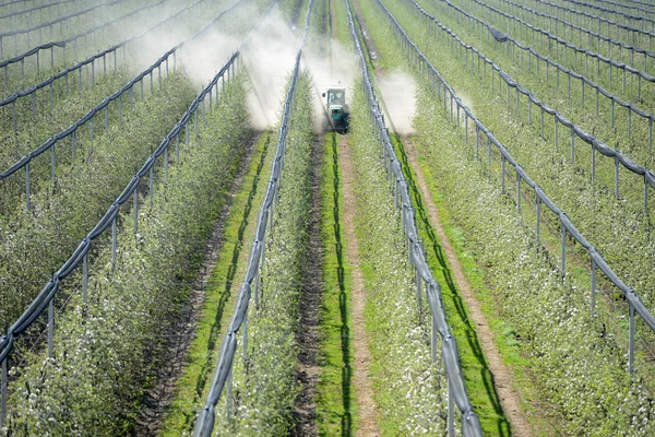 Bespruta träden orchard — Stockfoto