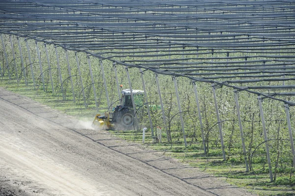 Bespruta träden orchard — Stockfoto